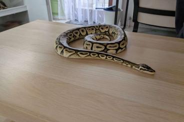 Königspythons kaufen und verkaufen Photo: Königspython (Python Regius) Superpastel Axantic, 1.0