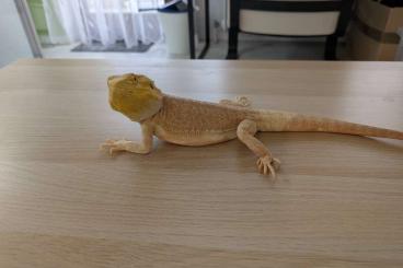Bartagamen kaufen und verkaufen Photo: Bartagame (Pogona Vitticeps), 1.0