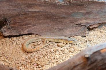 Skinke kaufen und verkaufen Photo: Schneiderskink (Eumeces Schneiderei), 0.1