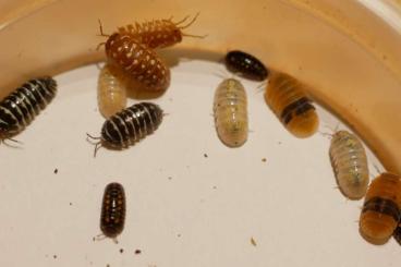 Insekten kaufen und verkaufen Foto: Asseln, Saftkugler (Glomeris), Tausendfüßer, Gespenstschrecken