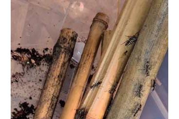 Insects kaufen und verkaufen Photo: Neoponera villosa Kolonie zur Abgabe