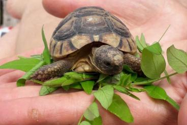 Landschildkröten kaufen und verkaufen Foto: Breitrandschildkröten (Testudo Marginata) von 2022