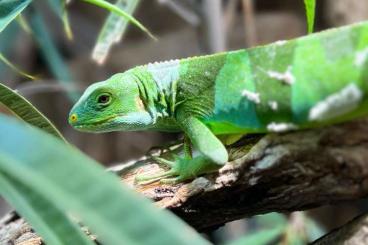 Lizards kaufen und verkaufen Photo: Brachylophus fasciatus Fidji Leguan