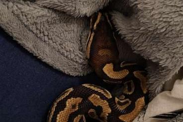 Schlangen kaufen und verkaufen Foto: 0.1 Gravel 66% poss. het. Pielbald Python regius