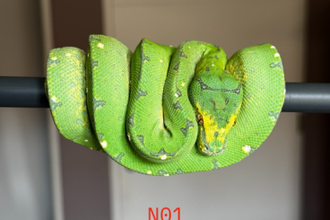 Pythons kaufen und verkaufen Photo: 0.0.4 Morelia Viridis - Kingline/Edinger OC 2024 Pythons kaufen und verkaufen Photo: 0.0.4 Morelia Viridis - Kingline/Edinger OC 2024