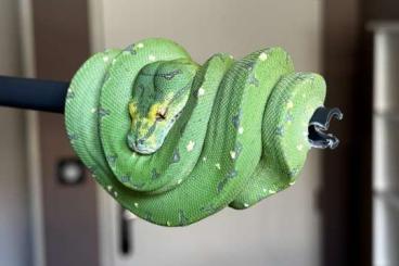 Pythons kaufen und verkaufen Foto: 0.0.1 Morelia Viridis - Kingline/Edinger OC 2024