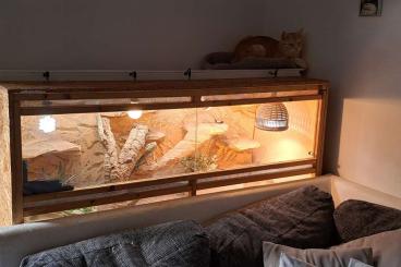Bearded dragons kaufen und verkaufen Photo: Bartagame, männlich, 3 Jahre Bearded dragons kaufen und verkaufen Photo: Bartagame, männlich, 3 Jahre
