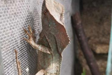other lizards kaufen und verkaufen Photo: 1.0 Helmleguan (Corytophanes cristatus DNZ(