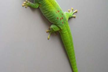 Geckos kaufen und verkaufen Foto: Phelsuma grandis CB mit Rotanteil