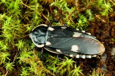 Insekten kaufen und verkaufen Foto: Feeding and ornamental cockroaches 