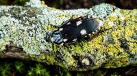 Bild 4/17
