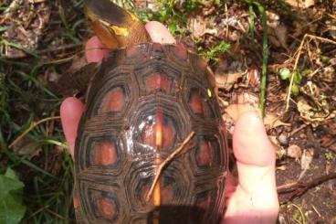 Schildkröten  kaufen und verkaufen Foto: Cuora flavomarginata male
