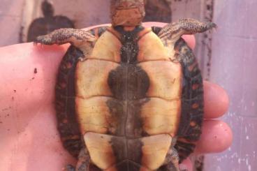 Sumpfschildkröten kaufen und verkaufen Foto: Rhinoclemmys pulcherrima 