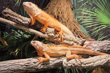 Echsen kaufen und verkaufen Foto: Iguana iguana babys albino hypo leguan Echsen kaufen und verkaufen Foto: Iguana iguana babys albino hypo leguan