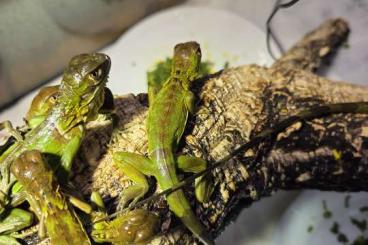 Echsen kaufen und verkaufen Foto: Iguana iguana grüner Leguan babys albino hypo red Echsen kaufen und verkaufen Foto: Iguana iguana grüner Leguan babys albino hypo red