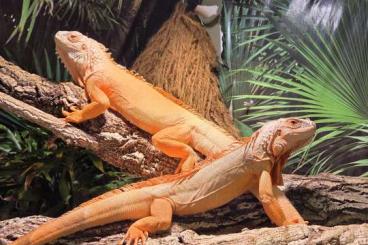 Echsen kaufen und verkaufen Foto: Iguana iguana grüner Leguan Zuchtpaar Albino Hypo Echsen kaufen und verkaufen Foto: Iguana iguana grüner Leguan Zuchtpaar Albino Hypo