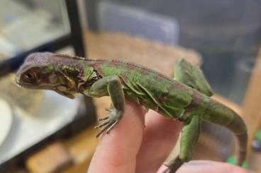 Echsen kaufen und verkaufen Foto: Grüner Leguan iguana iguana double Het Albino Echsen kaufen und verkaufen Foto: Grüner Leguan iguana iguana double Het Albino