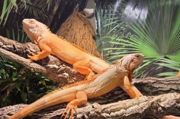 Lizards kaufen und verkaufen Photo: Grüner Leguan iguana iguana albino hypo red Lizards kaufen und verkaufen Photo: Grüner Leguan iguana iguana albino hypo red