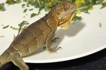 Lizards kaufen und verkaufen Photo: Grüner Leguan red orange babys iguana iguana Lizards kaufen und verkaufen Photo: Grüner Leguan red orange babys iguana iguana