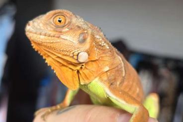 Lizards kaufen und verkaufen Photo: Grüner Leguan iguana iguana albino hypo babys red Lizards kaufen und verkaufen Photo: Grüner Leguan iguana iguana albino hypo babys red