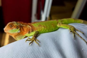 Echsen kaufen und verkaufen Photo: Grüner Leguan iguana iguana albino hypo babys red Echsen kaufen und verkaufen Photo: Grüner Leguan iguana iguana albino hypo babys red