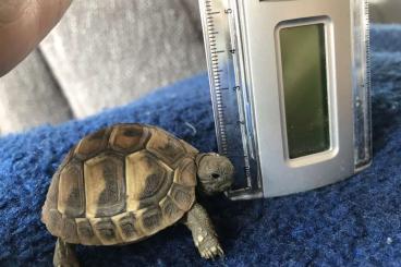 Landschildkröten kaufen und verkaufen Foto: 6 Monate alte Baby-Schildkröten zu verkaufen