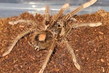 Spiders and Scorpions kaufen und verkaufen Photo: Theraphosa apophysis females Spiders and Scorpions kaufen und verkaufen Photo: Theraphosa apophysis females