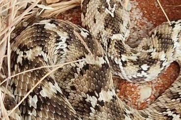 Venomous snakes kaufen und verkaufen Photo: Various venomous snakes for sale Venomous snakes kaufen und verkaufen Photo: Various venomous snakes for sale