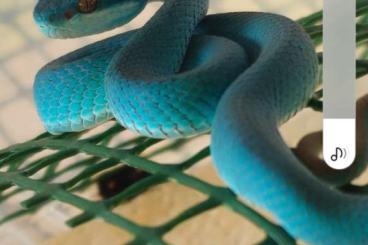 Venomous snakes kaufen und verkaufen Photo: Trimeresurus insularis babies for sale Venomous snakes kaufen und verkaufen Photo: Trimeresurus insularis babies for sale