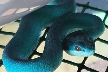 Venomous snakes kaufen und verkaufen Photo: Trimeresurus insularis babies for sale Venomous snakes kaufen und verkaufen Photo: Trimeresurus insularis babies for sale