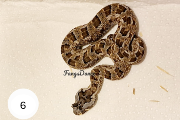 Giftschlangen kaufen und verkaufen Foto: Bitis cornuta 0.2 NZ 2024 Giftschlangen kaufen und verkaufen Foto: Bitis cornuta 0.2 NZ 2024