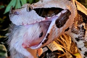 Venomous snakes kaufen und verkaufen Photo: Many different species for sale Venomous snakes kaufen und verkaufen Photo: Many different species for sale