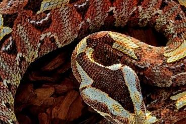 Venomous snakes kaufen und verkaufen Photo: Many different species for sale Venomous snakes kaufen und verkaufen Photo: Many different species for sale