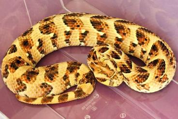 Snakes kaufen und verkaufen Photo: Bitis arietans lake nakuru NZ6/25 for sale Snakes kaufen und verkaufen Photo: Bitis arietans lake nakuru NZ6/25 for sale
