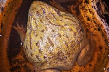 Frösche  kaufen und verkaufen Foto: Afrikanischer Ochsenfrosch, Pyxicephalus adspersus