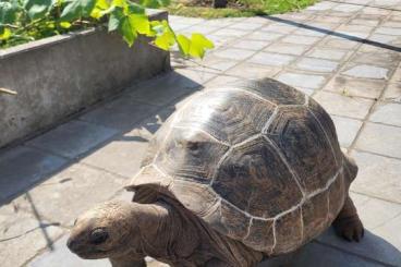 Landschildkröten kaufen und verkaufen Foto: Aldabrachelys gigantea pair