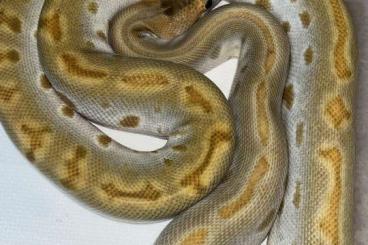 Pythons kaufen und verkaufen Foto: Burmese Pythons Champagnes rare morph.