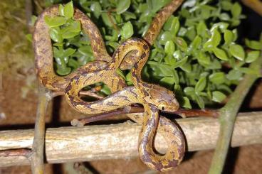 Schlangen kaufen und verkaufen Foto: Boiga ceylonensis,  Srilankan cat snake