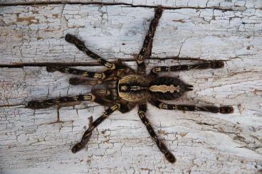 Spiders and Scorpions kaufen und verkaufen Photo: Verkaufe große Mengen Spinnen