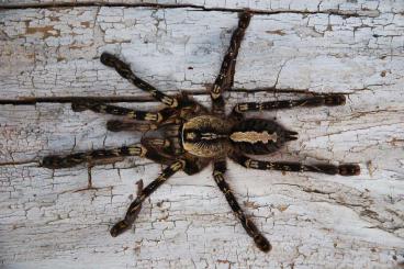 Spinnen und Skorpione kaufen und verkaufen Foto: Verkaufe große Mengen Spinnen