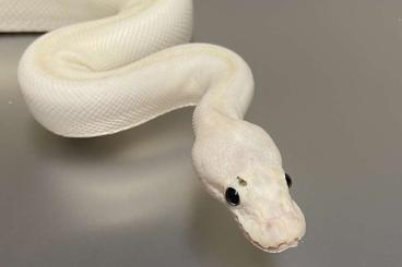 Königspythons kaufen und verkaufen Foto: Ivory, het pied, albino, pinstripe Ballpythons 