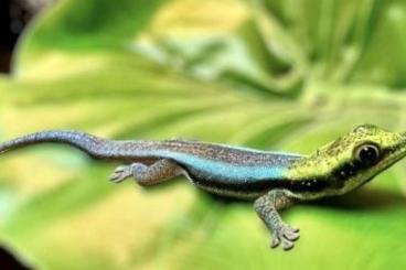 Geckos kaufen und verkaufen Foto: Buy 3 baby Phelsuma klemmeri 