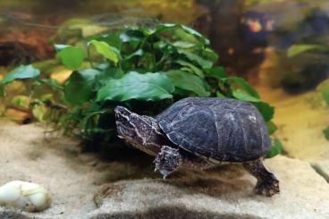 Schildkröten  kaufen und verkaufen Foto: Moschusschildkröte einzeln oder komplett mit Aquarium 
