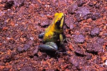 frogs kaufen und verkaufen Photo: Hamm 11.03   Phyllobates bicolor 