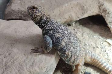 Andere Agamen kaufen und verkaufen Foto: Uromastyx yemenensis - Yemen uromastyx for Hamm 11.3.2023