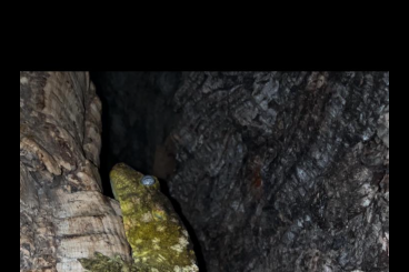 Geckos kaufen und verkaufen Foto: Rhacodactylus Leachianus Nuuana