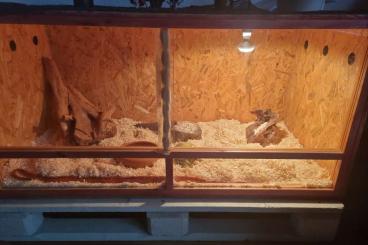 Schlangen kaufen und verkaufen Foto: Kornnatter incl. Terrarium Schlangen kaufen und verkaufen Foto: Kornnatter incl. Terrarium