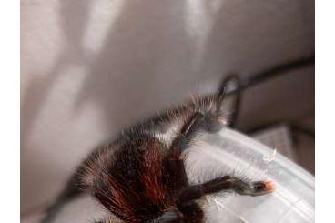 - bird spiders kaufen und verkaufen Photo: Biete 2 Damen P.irminia und A.jurensis morph 2