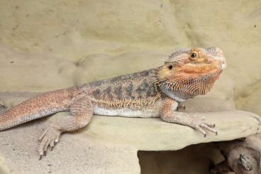 Bearded dragons kaufen und verkaufen Photo: Unser Ohneschwanz sucht ein neues schönes Zuhause 