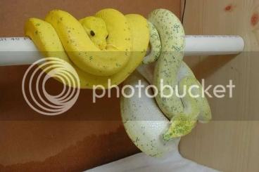 Pythons kaufen und verkaufen Foto: Morelia viridis designers HY or HB, calico